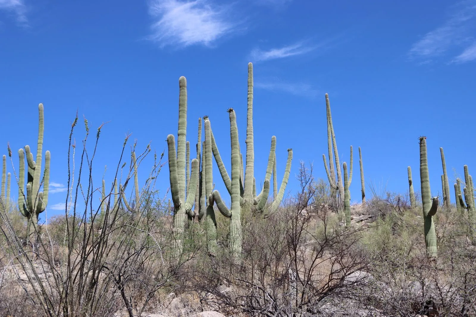 Vibrant landscape featuring iconic Saguaro cacti under a clear blue sky in Tucson, Arizona.